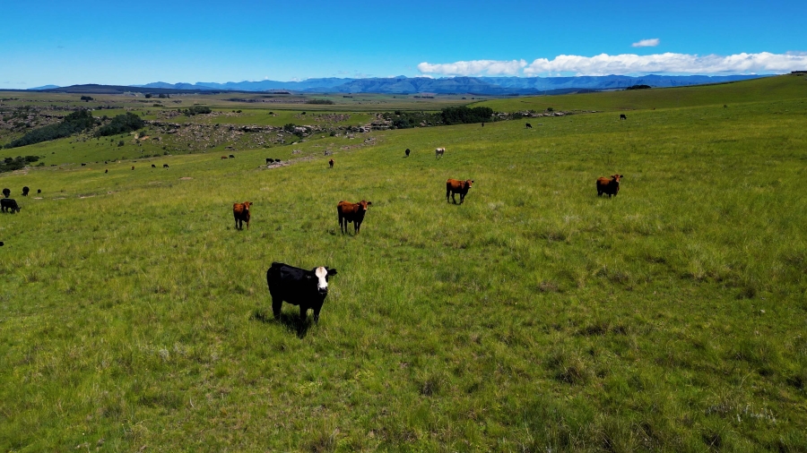 0 Bedroom Property for Sale in Maclear Rural Eastern Cape